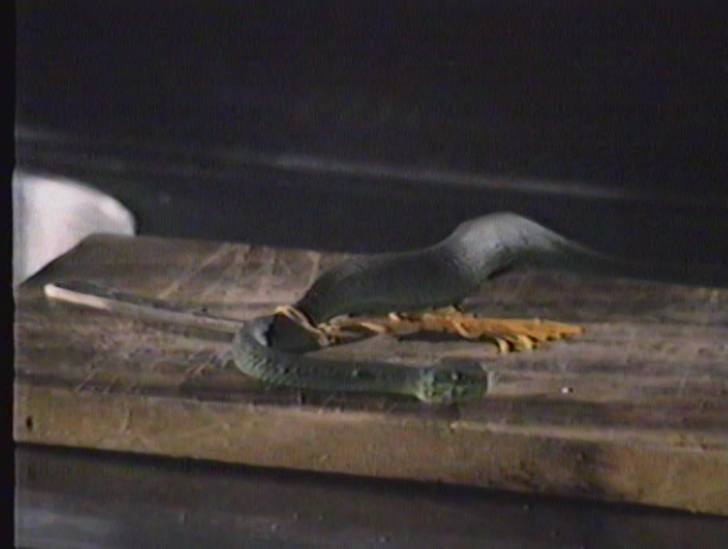Snakes on a cutting board: The deadliest tool of the lazy ninja.